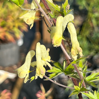 Aconitum lamarckii